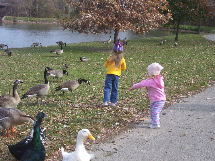 11/10 Feeding the Ducks