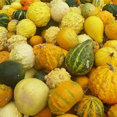 Gourds