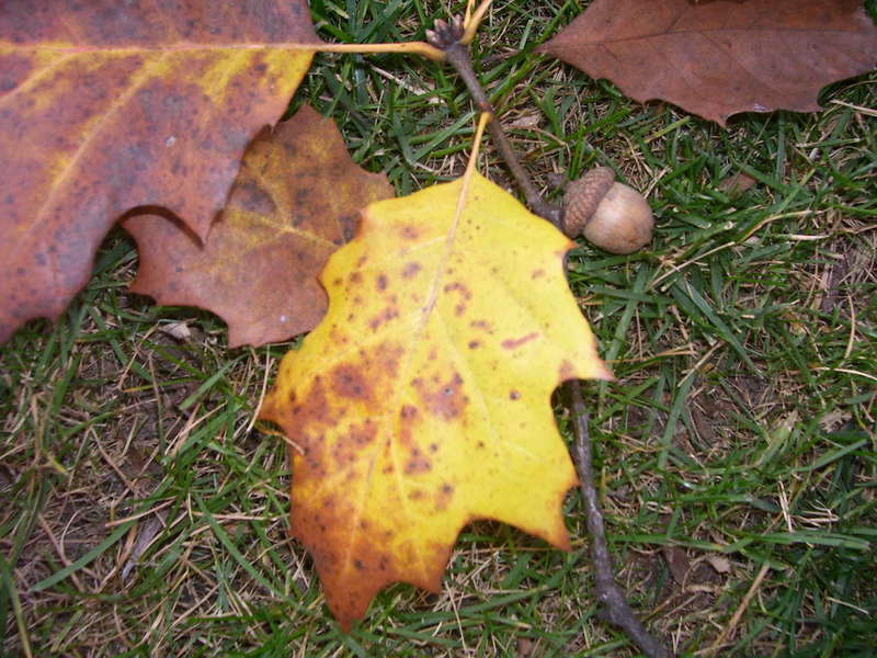 4. An Oak Leaf {5 points} w/an Acorn {5 points}