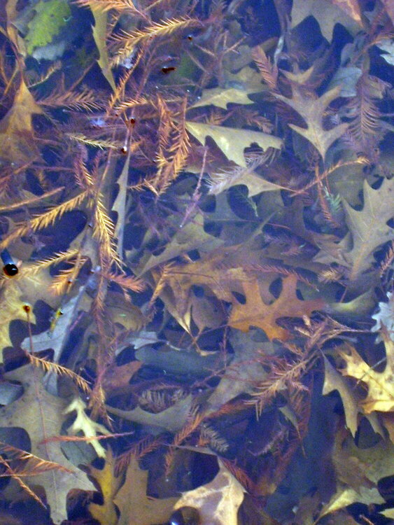 11/11 Leaves Underwater