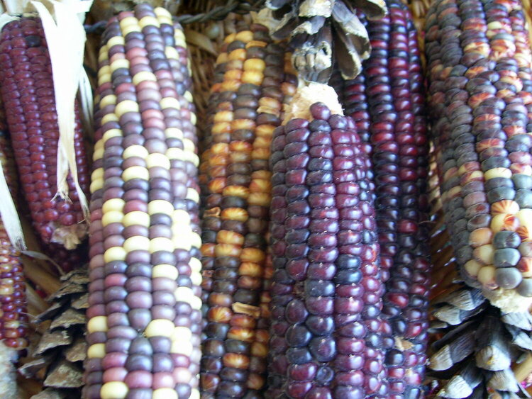 2. Native American Corn {9 points}