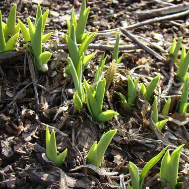 4/2 A Sign of Spring