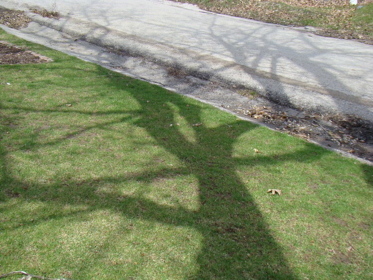 4/16 In the Shadow of a Tree