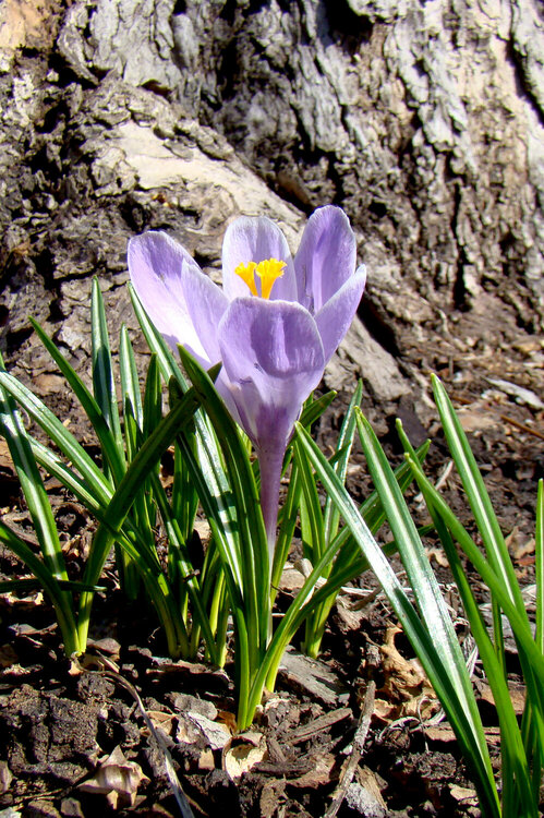 4/20 Purple Bloom