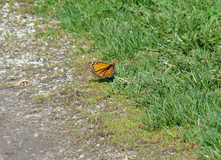 4/22 Monarch Butterfly