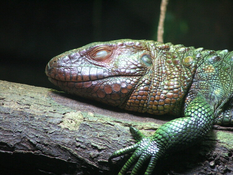 Tropical Zoo Lizard