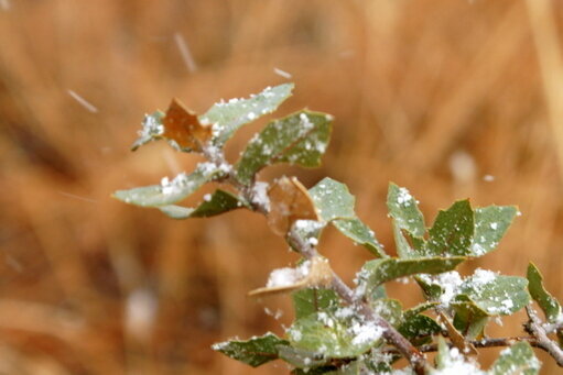 November POD 3 First Snow