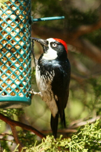 April POD 1 Male Acorn Woodpecker
