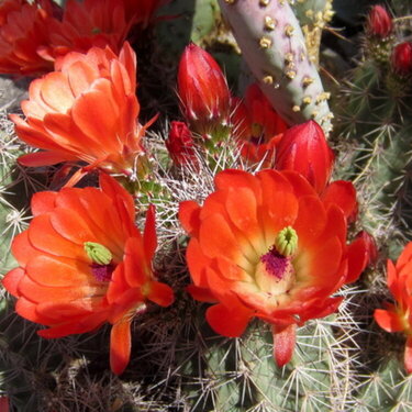 POD 1 Claret Cup Cactus