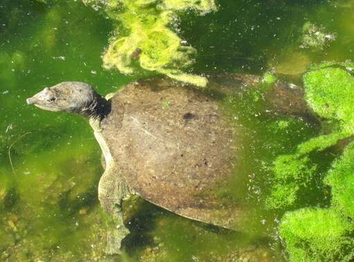 POD 5 Western soft shell turtle