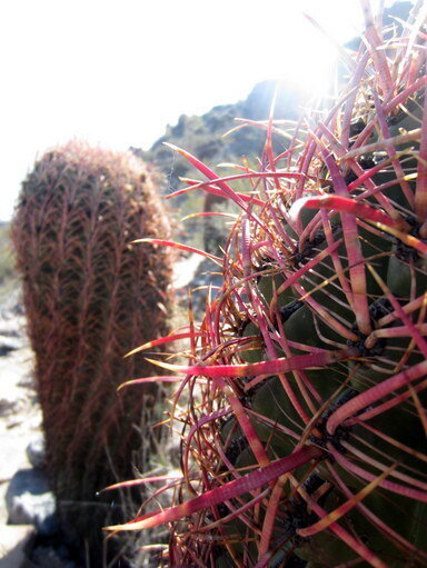 POD 10 Fishhook Barrel Cactus