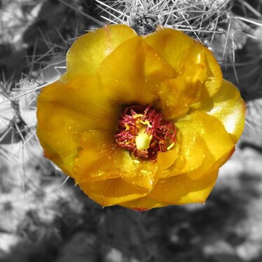 POD 14 Cactus bloom