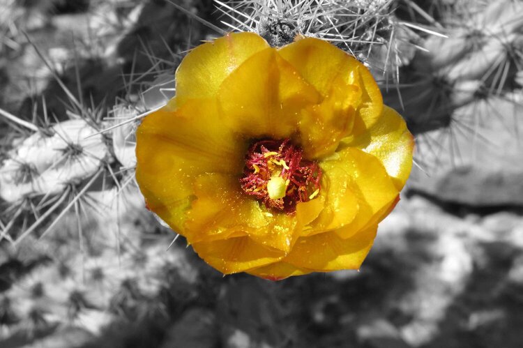 POD 14 Cactus bloom