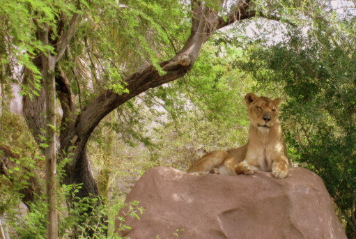 Lioness POD 4