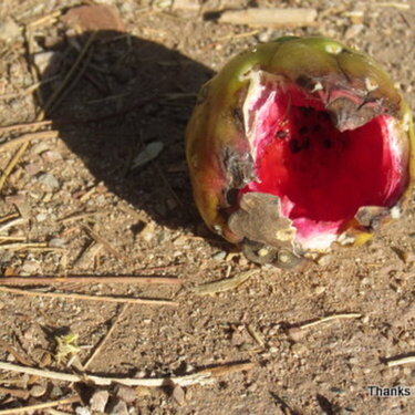 POD 5 Saguaro fruit