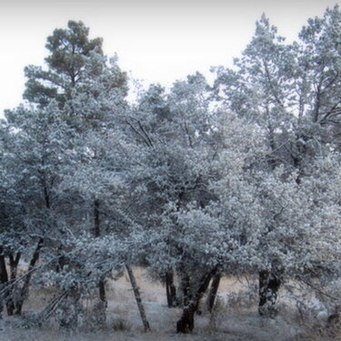 POD Snowy Trees #4
