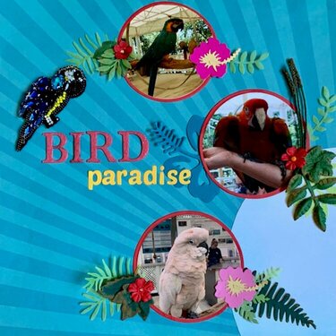 Bird Paradise Layout