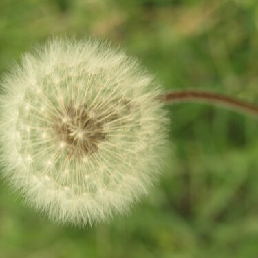 Dandelion