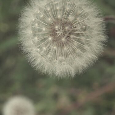 12 - Dandelions (10pts)