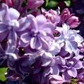 smelling the flowers