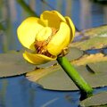 Yellow Pond Lily on the lake