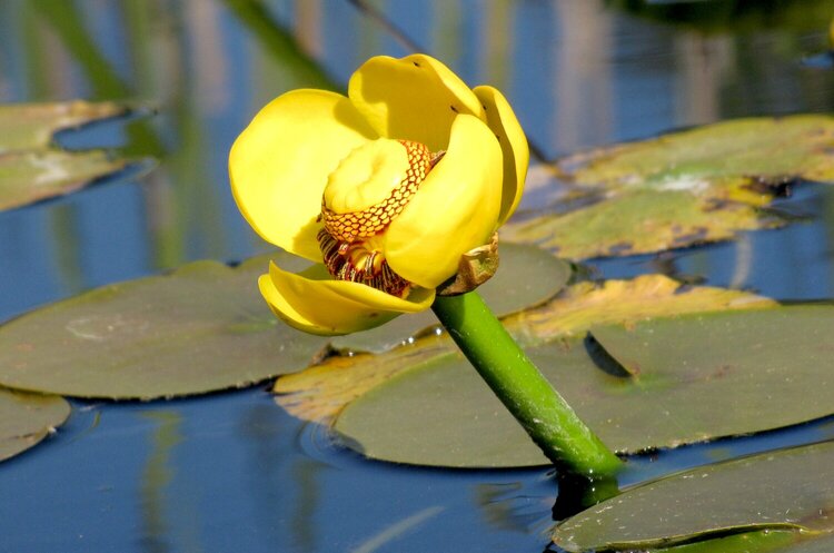 Yellow Pond Lily on the lake