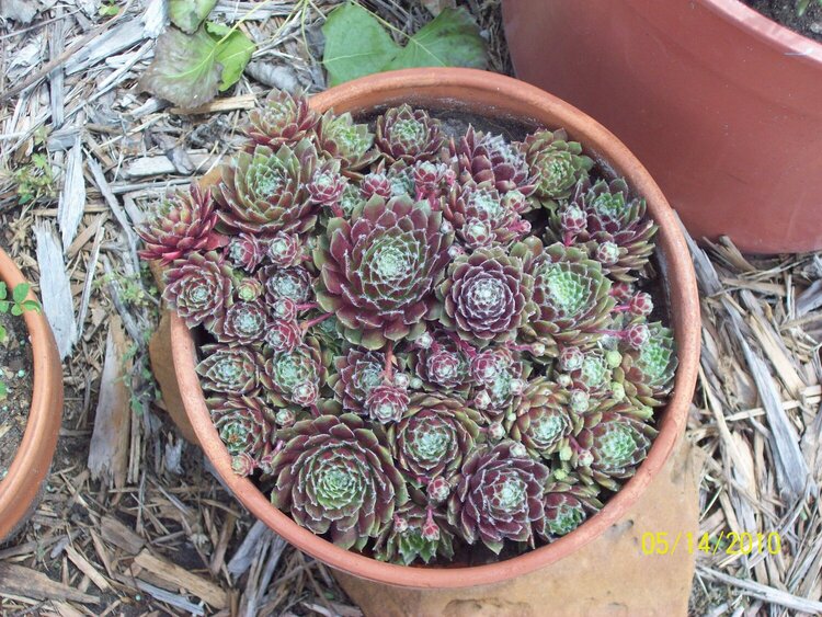 Red Hens &amp; Chicks