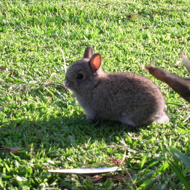 baby bunny rabbit