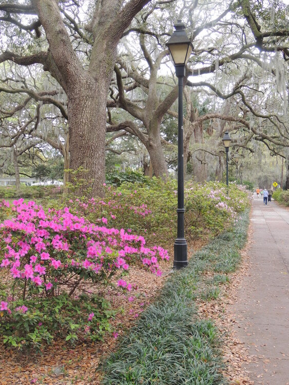 Early Spring in Savannah