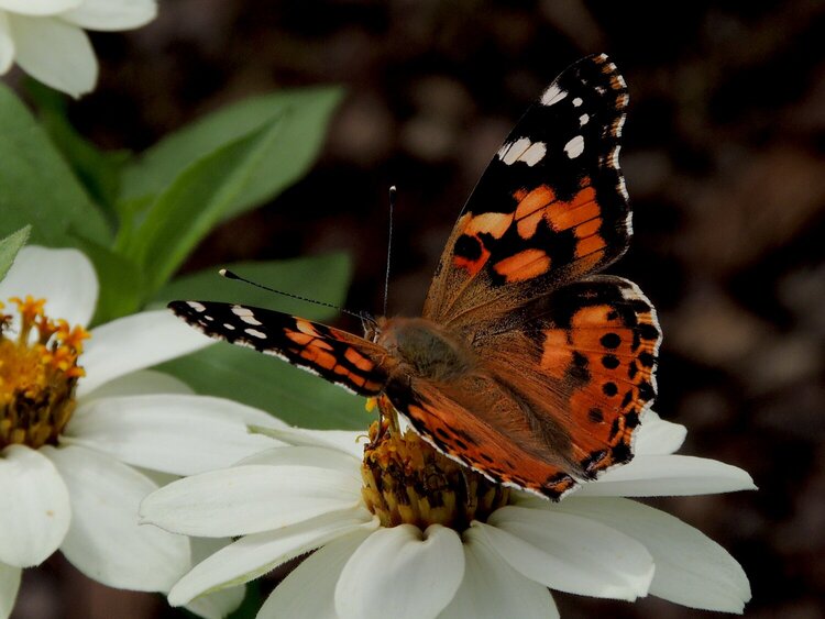 Butterfly-End of Summer