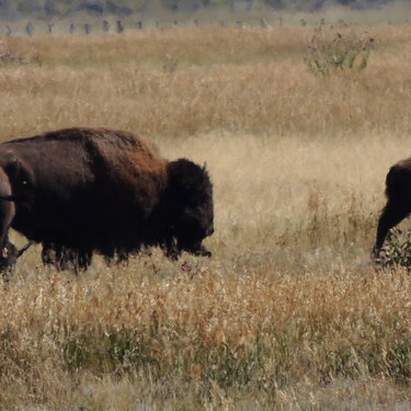 Buffalo in Tetons