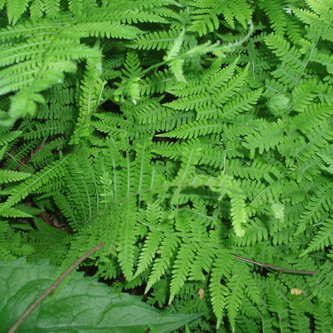 Spring Ferns