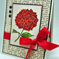 Red Flower