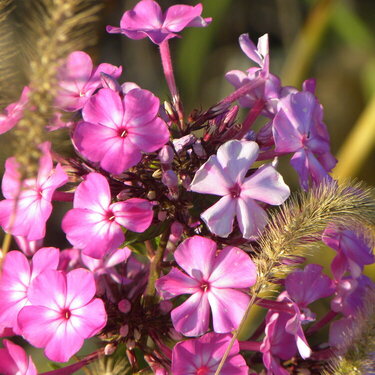 Roadside Bloom