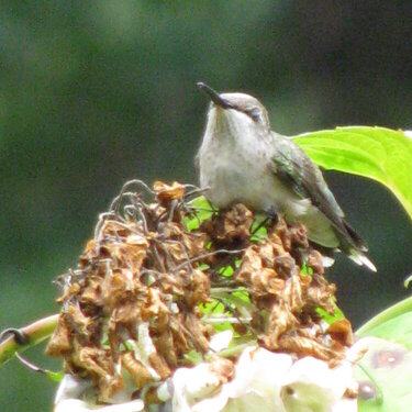 Old Hummingbird