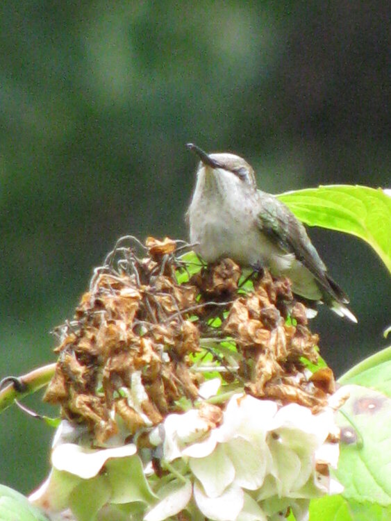 Old Hummingbird