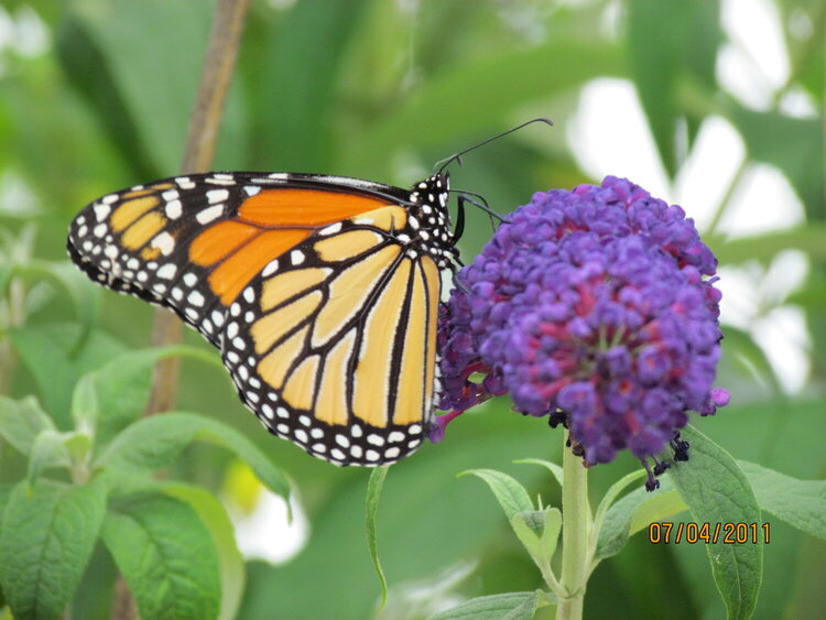 Monarch on Butterfly bush