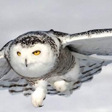 Snowy Owl by Unknown