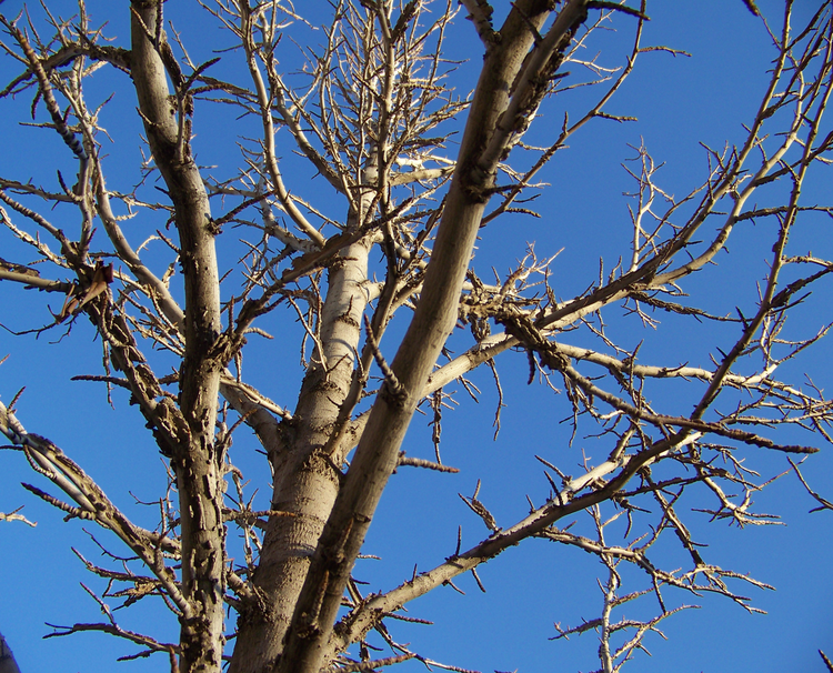 Blue Winter Sky