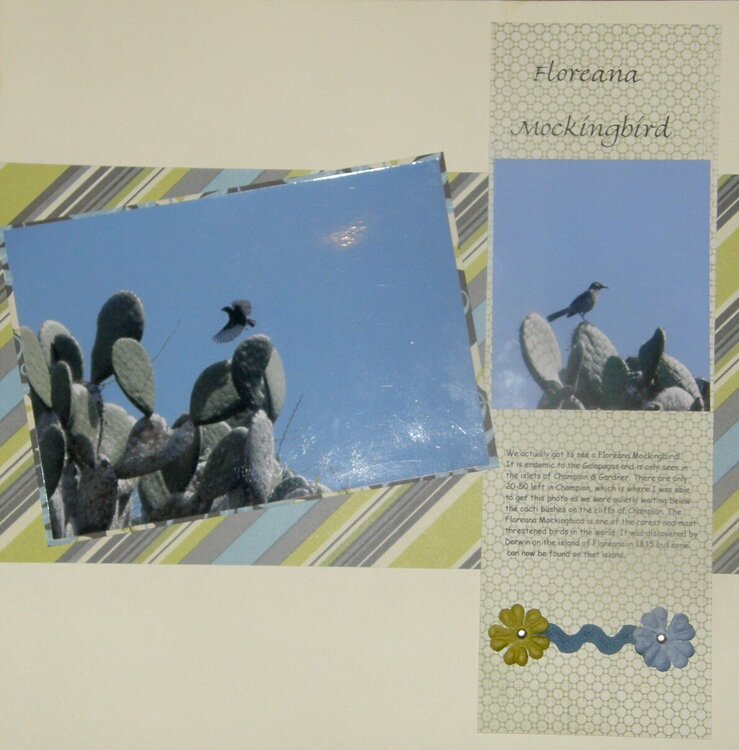 Floreana Mockingbird-Galapagos