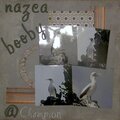 Nazca Booby @ Champion - Galapagos