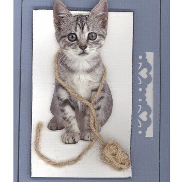 kitten card