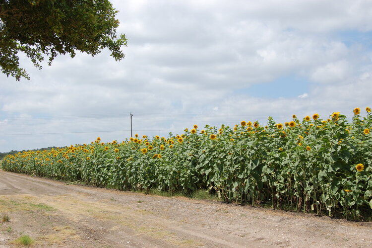 Wildseed Farms- Sunflowers