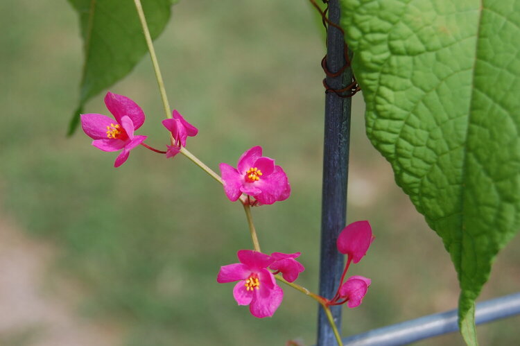 Queen&#039;s Wreath Vine Close-up