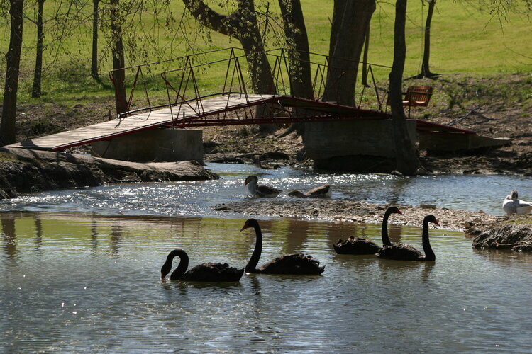 Black Swans and Bridge