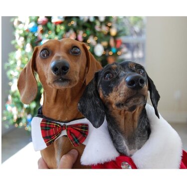 Christmas Doxies