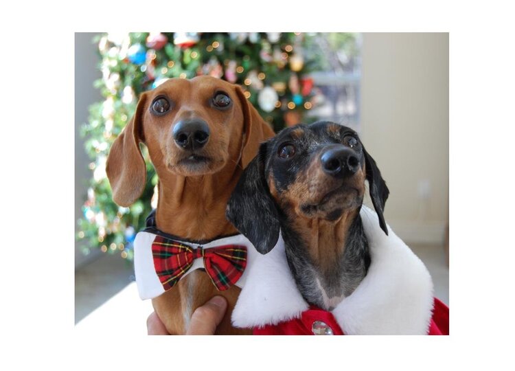 Christmas Doxies