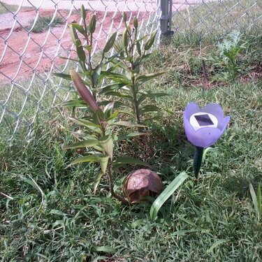 Look what I found...a turtle in my flowers..