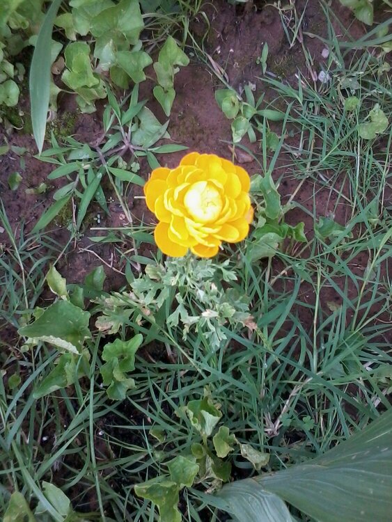 My son loves yellow flowers so we planted alot of them...