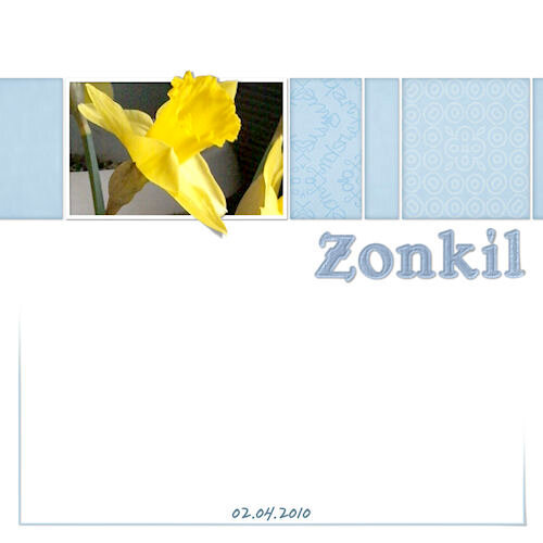 a daffodil